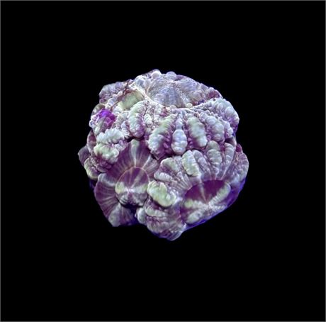 WYSIWYG Unique Asian Acan 1"