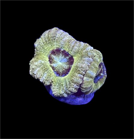 WYSIWYG Golden Asian Acan 1"