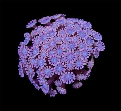 WYSIWYG Pink Alveopora 1.5"