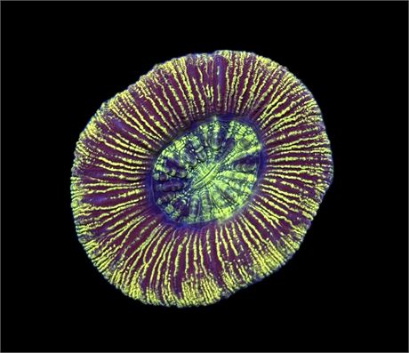 WYSIWYG Ultra Rainbow Trachyphyllia 2.5"