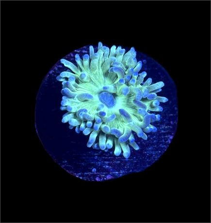 WYSIWYG Duncan Coral Frag 1.5"