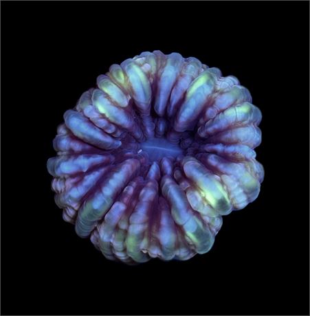 WYSIWYG Rainbow Cynarina 3"