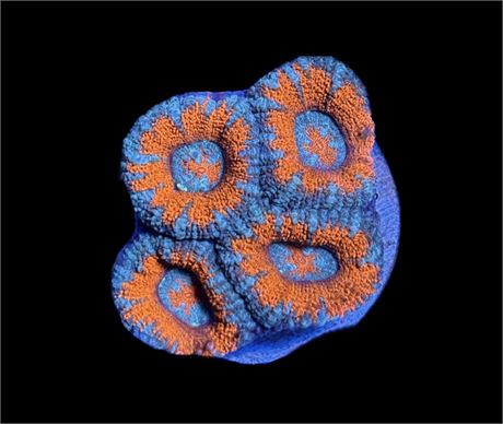 WYSIWYG Rainbow Acan Lord 1.5"