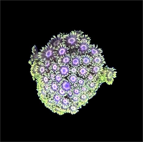 WYSIWYG Rainbow Goniopora Colony 2"