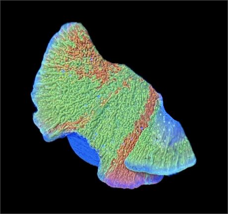 WYSIWYG Grafted Montipora 3"