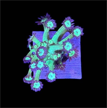 WYSIWYG Glitter Type Goniopora 2"