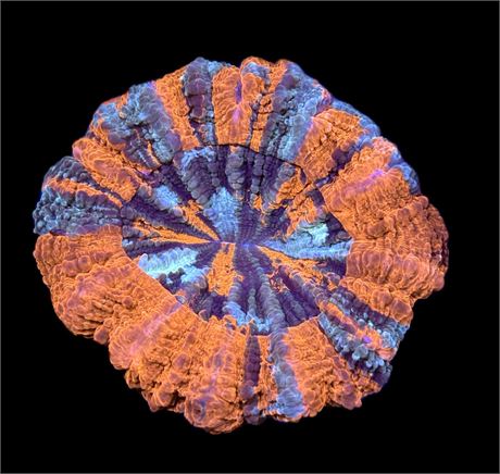 WYSIWYG Ultra Rainbow Acanthophyllia 4.5"