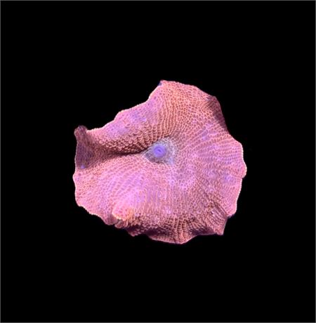 WYSIWYG Ironman Mushroom 1.5"
