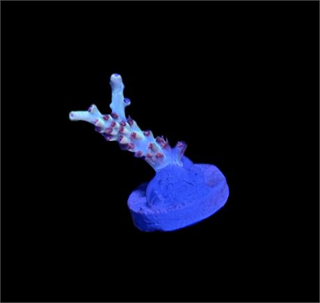 WYSIWYG Strawberry Shortcake Acropora 1"