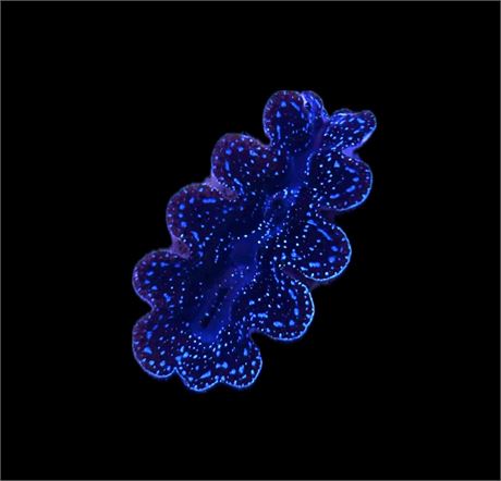 WYSIWYG Ultra Crocea Clam 1.5"