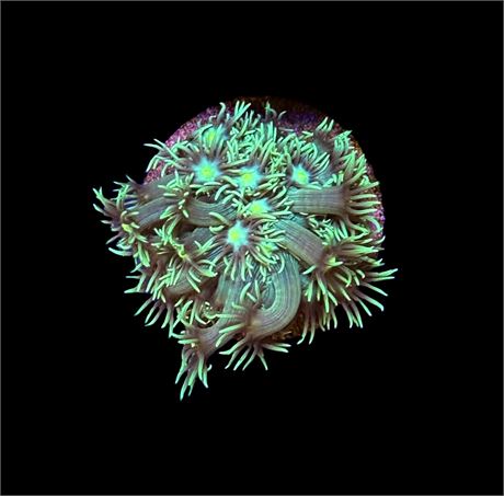 WYSIWYG Highlighter Goniopora 2"