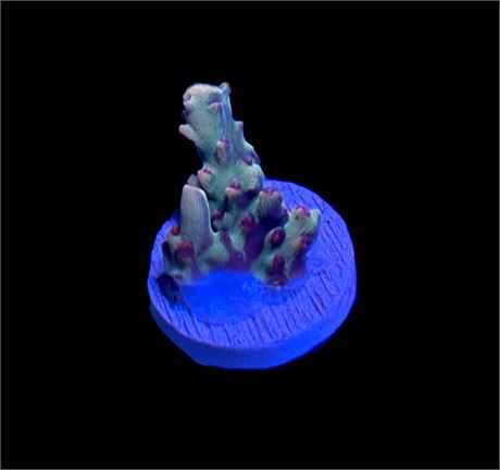WYSIWYG Strawberry Shortcake Acropora 1"