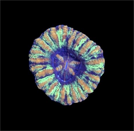 WYSIWYG Ultra Rainbow Button Scolymia 1.5"
