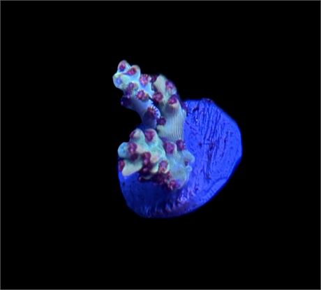 WYSIWYG Strawberry Shortcake Acropora 1"