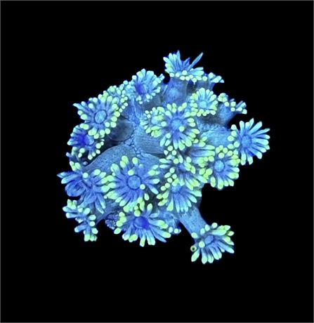 WYSIWYG Highlighter Goniopora 1.5"