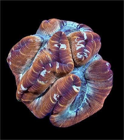 WYSIWYG XXL Rainbow Trachyphyllia 6.5"