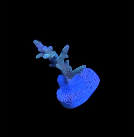 WYSIWYG Blue Hawkins Echinata Acropora 1"