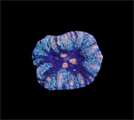 WYSIWYG Ultra Rainbow Button Scolymia 1"