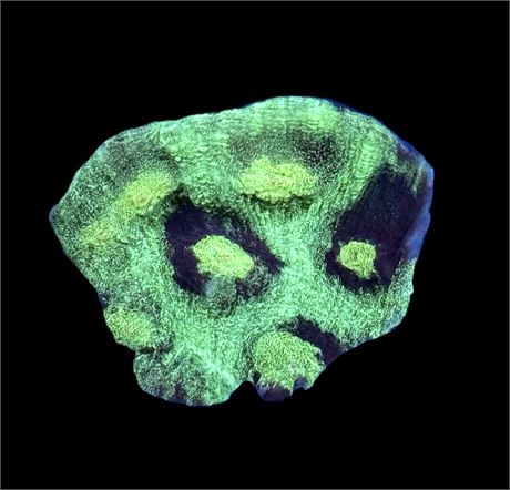 WYSIWYG Green Eye Chalice 1.5"