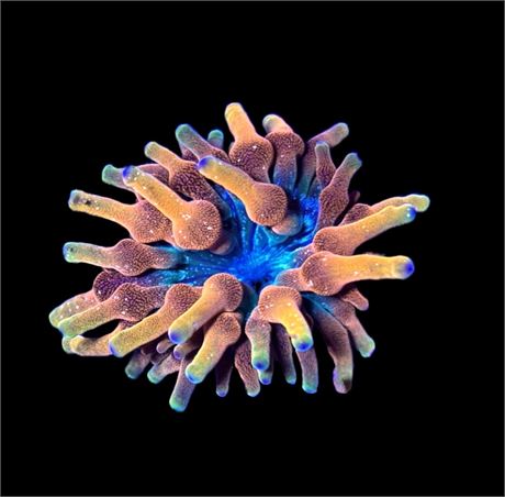 WYSIWYG Arizona Sunset Bubble Tip Anemone 2.5"