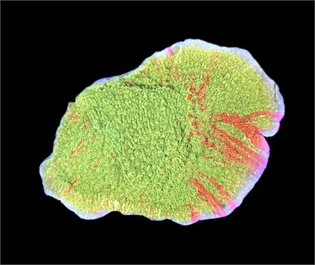 WYSIWYG Grafted Montipora 3"