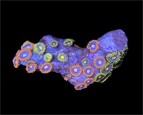 WYSIWYG Mixed Zoanthid Colony 2"