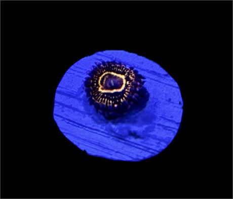 WYSIWYG Stratosphere Zoanthid