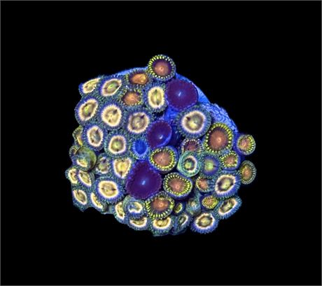 WYSIWYG Zoanthid Combo Frag
