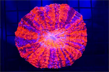 MALAYSIAN ULTRA DEADPOOL ACANTHOPHYLLIA - WYSIWYG