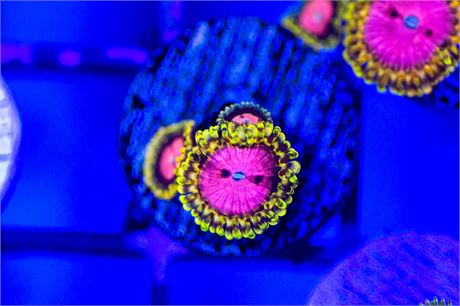 TSA Chemically Altered Zoanthids - WYSIWYG