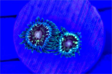 Shockwave Zoanthids - WYSIWYG