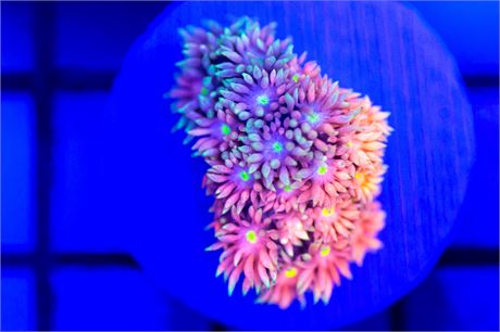 Rainbow Goniopora - WYSIWYG