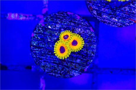 Aquaculture Great Owl Zoanthids - WYSIWYG
