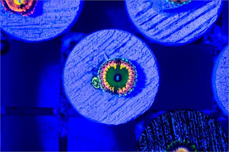 CK Monster Inc. Zoanthids - WYSIWYG