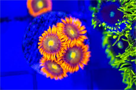 Spitfire Zoanthids - WYSIWYG