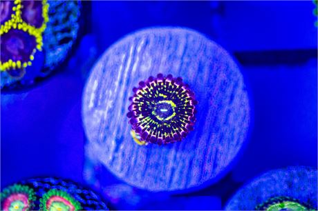 Aquaculture Stratosphere Zoanthids - WYSIWYG