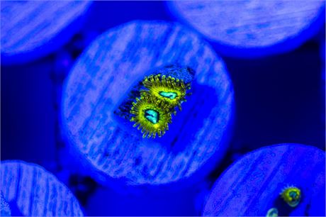 Pikachu Zoanthids - WYSIWYG