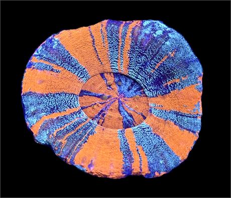 WYSIWYG Glitter Warpaint Scolymia 3"