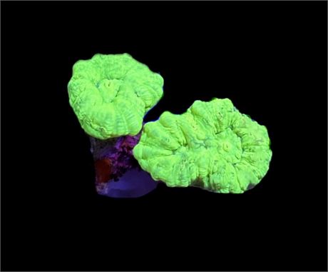 WYSIWYG Kryptonite Candy Cane 2"