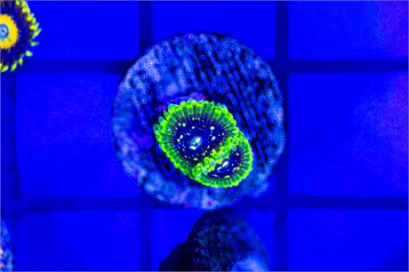 Exosphere Zoanthids - WYSIWYG