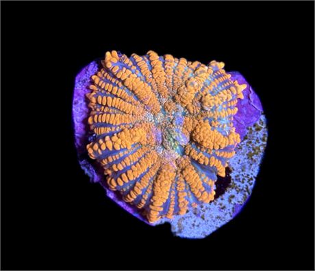 WYSIWYG Orange and Blue Rhodactis Mushroom 1.5"
