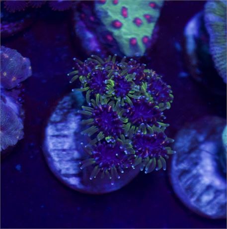 Purple and Green Galaxia