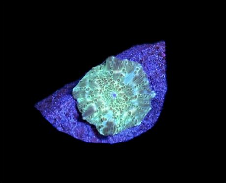 WYSIWYG Blue and Green Discosuma Mushroom 1"