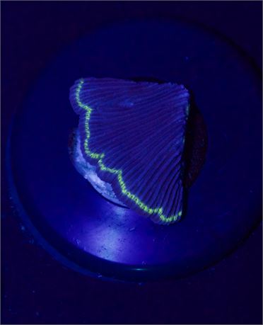 Neon Rim Diaseris