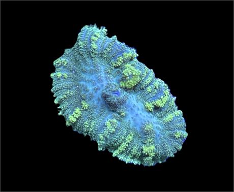 WYSIWYG Emerald Venom Bounce Mushroom 1.5"