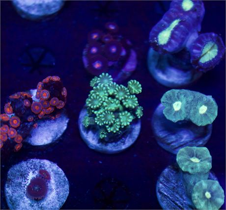 Green Alveopora