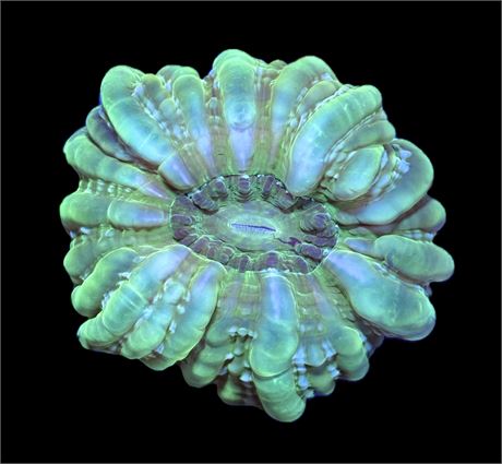 WYSIWYG Ultra Green Cynarina 5"