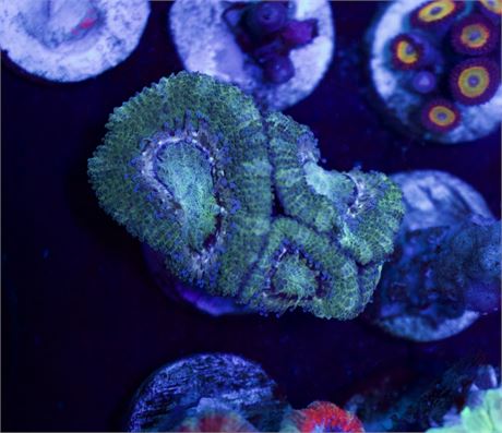 Green Acan