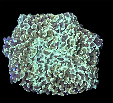 WYSIWYG XL Teal and Gold Hammer Colony 4.5"