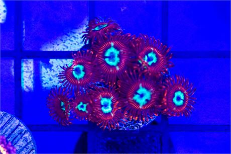Pornstar Zoanthids - WYSIWYG